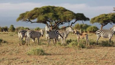 Technology vs Poaching How Drones GPS and AI Are Changing the Fight