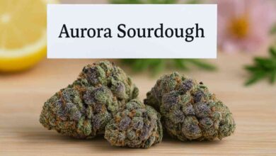 aurora sourdough