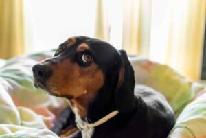 dog-cataract-surgery-cost-uk-2025-average-prices-insurance-cover