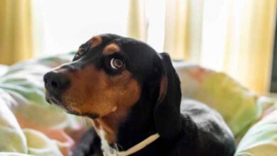 Dog Cataract Surgery Cost UK 2025: Average Prices, Insurance Cover & What’s Included