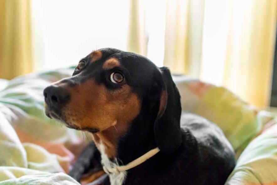 Dog Cataract Surgery Cost UK 2025: Average Prices, Insurance Cover & What’s Included