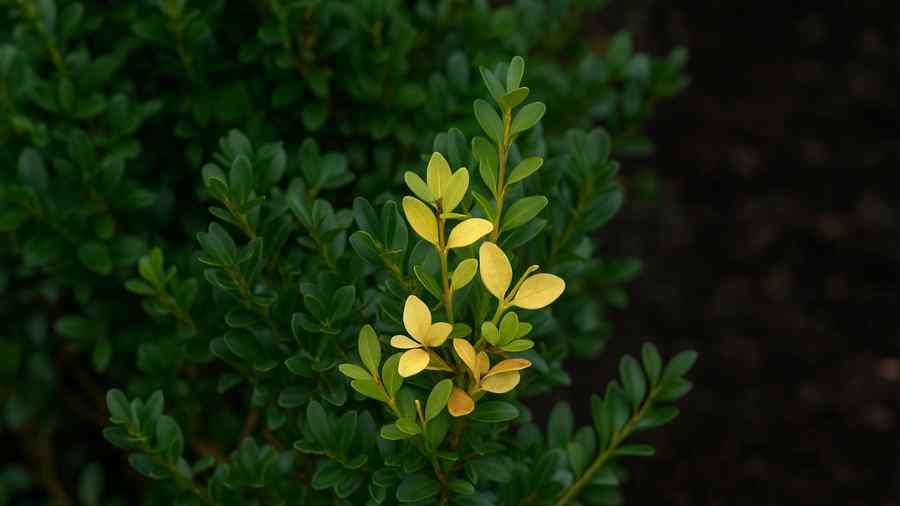 ilex crenata problems uk