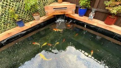 7 Signs It’s Time to Replace Your Old Pond Liner with Butyl